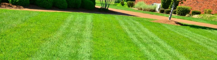 Lawn Care Mistakes That Can Ruin Your Yard In Houston