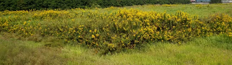 5 Tips For Selling Your Vacant Land In Houston